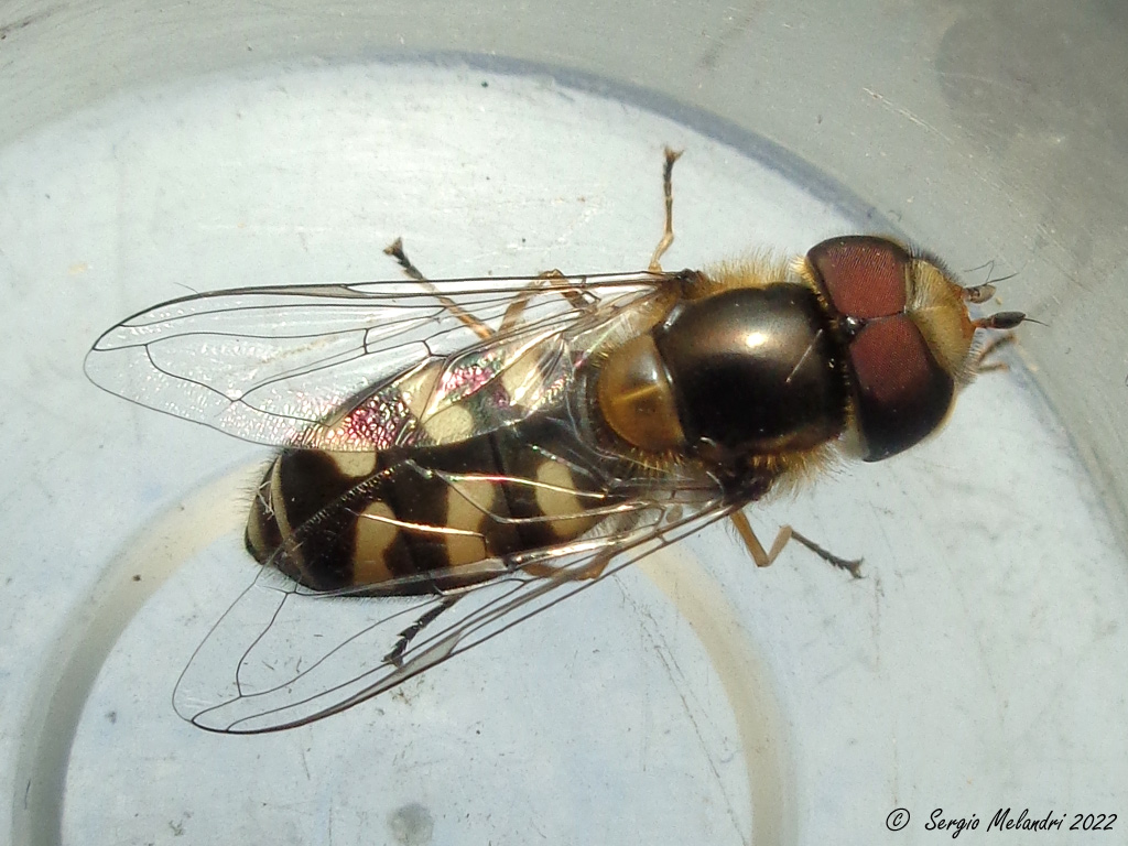 Ciclo vitale di .......Scaeva pyrastri (Syrphidae)